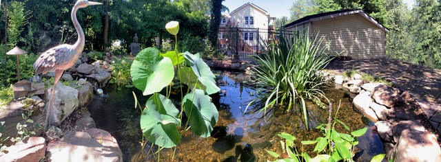 A pond with plants and a house in a calming scene